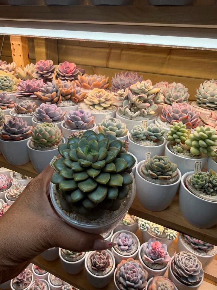 Graptoveria Amethorum succulent, Huis en Inrichting, Kamerplanten, Minder dan 100 cm, Halfschaduw, Verzenden