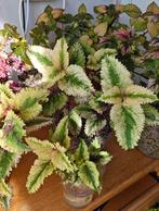 Coleus plantjes, Ophalen, Halfschaduw, Minder dan 100 cm