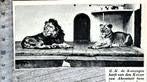 Artis 1935; keizer abessinië schenkt een leeuwenpaar, Verzenden, Voor 1940, Gebruikt, Dier
