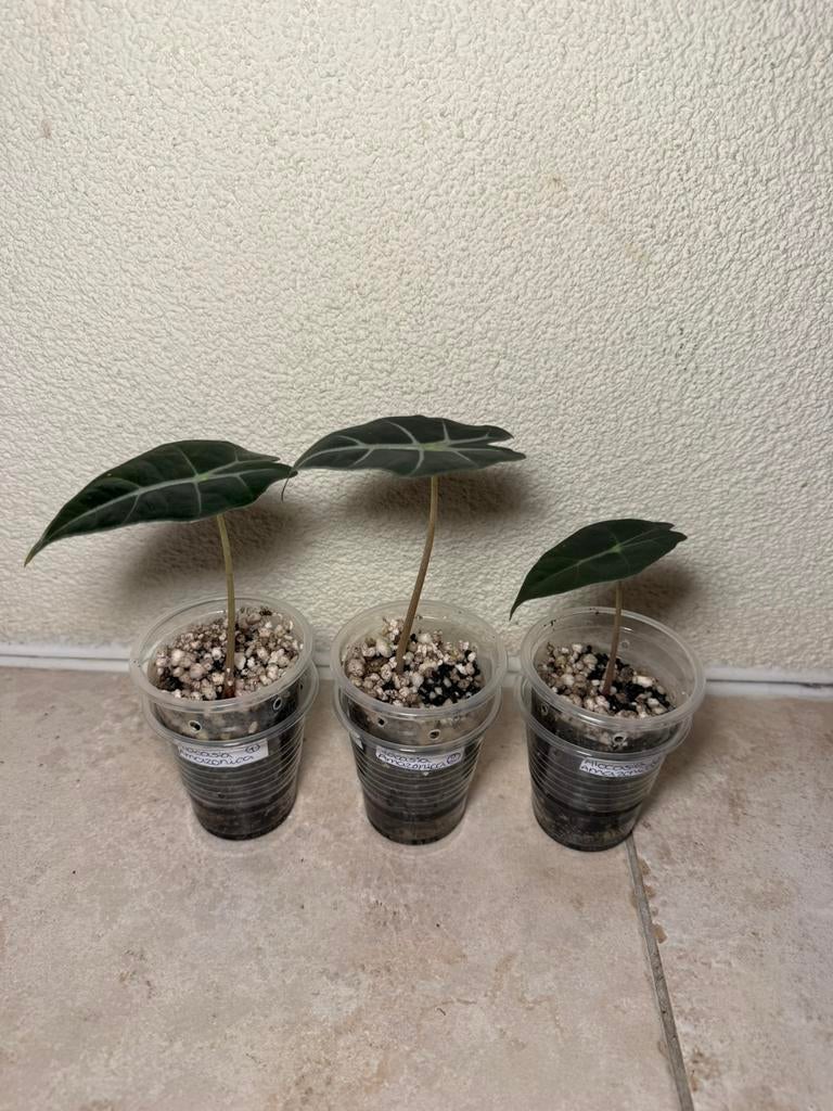 Alocaisa amazonica, Ophalen of Verzenden, Halfschaduw, Minder dan 100 cm