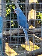 Ovj halsbanden, Meerdere dieren, Parkiet