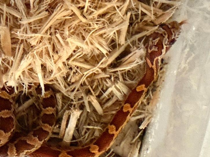 Jonge rattenslang Rat Snake - male for sale from Ruben los