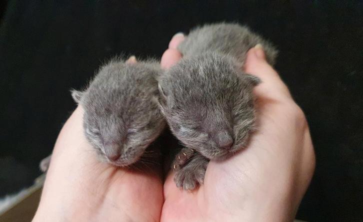 Blauwe Rus kittens met Stamboom., Dieren en Toebehoren, Katten en Kittens | Raskatten | Korthaar, Meerdere dieren, 0 tot 2 jaar