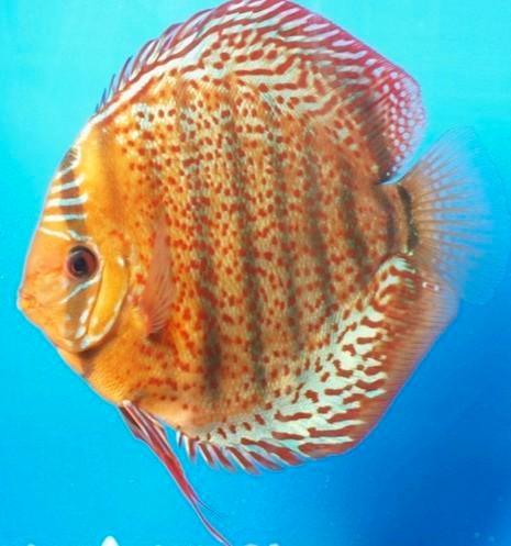 Tefe Discus ca 8 cm -Koidream Valburg, Dieren en Toebehoren, Vissen | Aquariumvissen, Zoetwatervis, Vis
