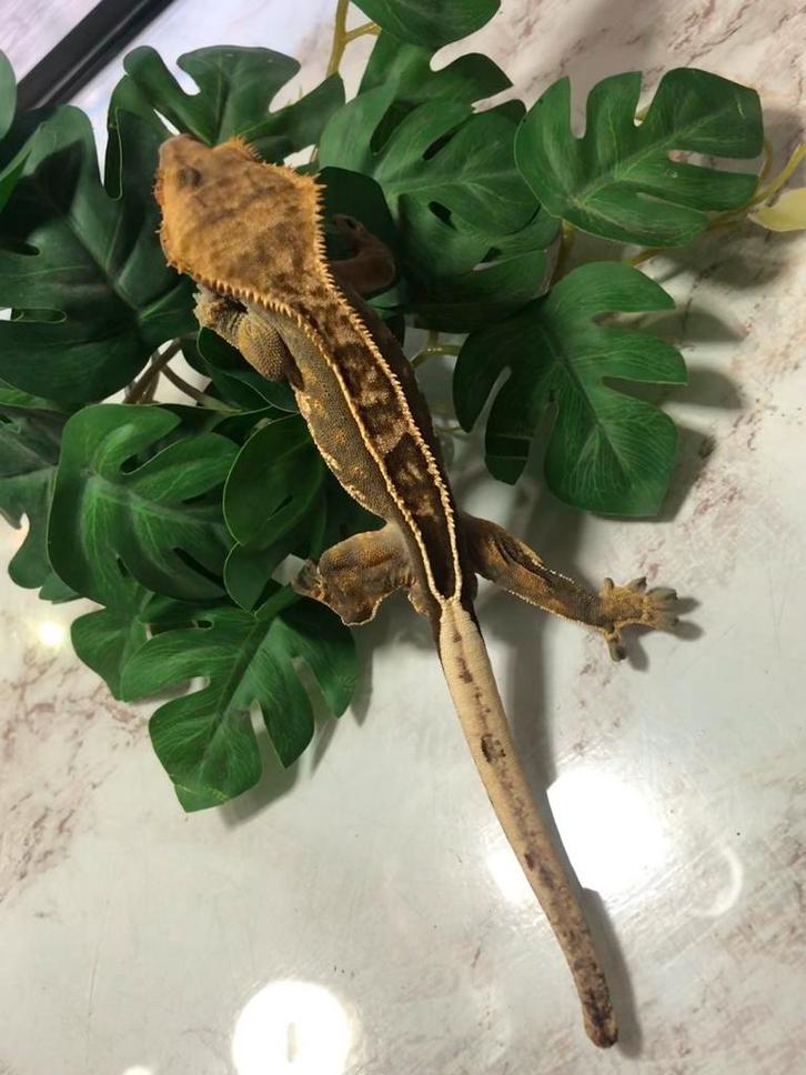 Wimpergekko - Crested gecko - Correlophus ciliatus