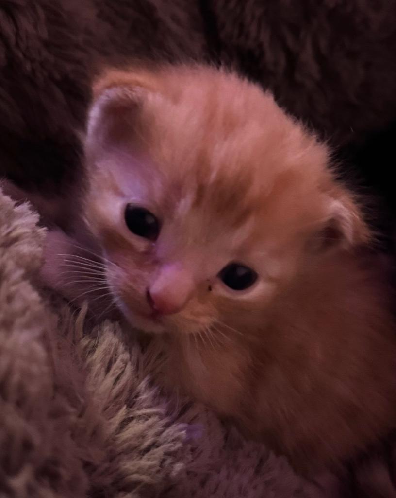 Lieve kittens  | Rood katertje & lapjes poesje, Meerdere dieren, Kortharig, 0 tot 2 jaar