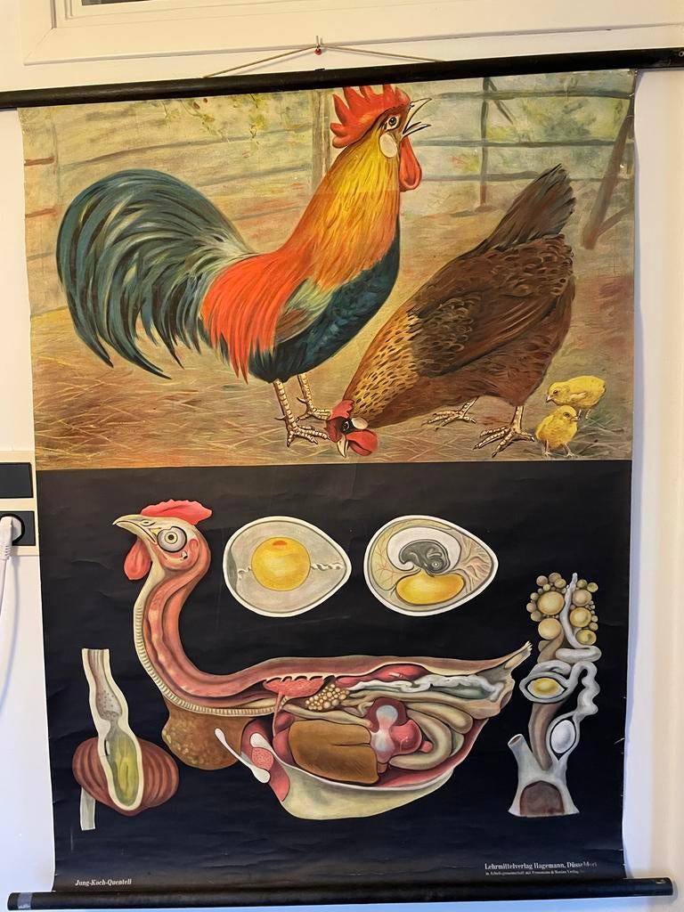 Schoolplaat Kip en Haan - Jung-Koch-Quentell, Antiek en Kunst, Antiek | Schoolplaten, Ophalen of Verzenden, Natuur en Biologie