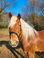 Hele lieve haflinger ruin te koop, Minder dan 160 cm, Ruin, Niet van toepassing, Recreatiepaard
