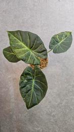 Alocasia Regal Shield Aurea Variegata, Ophalen of Verzenden, Halfschaduw, Minder dan 100 cm