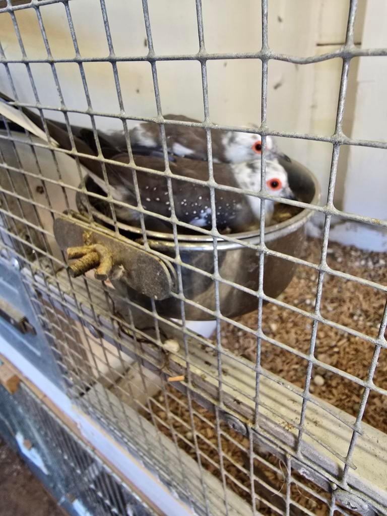 Koppel bonte diamantdiven