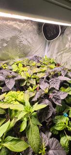 peperplanten, Ophalen, Eenjarig, Overige soorten, Volle zon