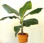 10x Musa acuminata banaan zaden (verzenden kan ook), Ophalen, Gehele jaar, Volle zon, Zaad