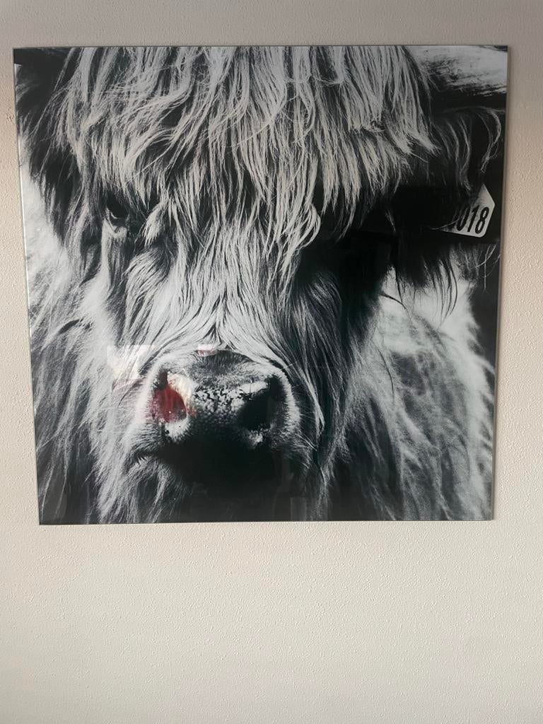 Glazen schilderij Schotse Hooglander 80x80 cm, Ophalen of Verzenden, Zo goed als nieuw, Schilderij, 75 tot 100 cm