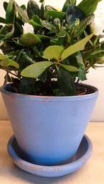 Bloempot, blauw beschilderd, hoogte 11cm, binnen diam 11,5cm, Rond, Ophalen of Verzenden, Aardewerk, Binnen