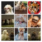 Broedeieren kriel (krul) baard kuifhoenders - padua, Dieren en Toebehoren, Pluimvee