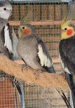 Te koop ef gezoomd valkparkiet pop, Dieren en Toebehoren, Vogels | Parkieten en Papegaaien, Vrouwelijk, Parkiet, Geringd