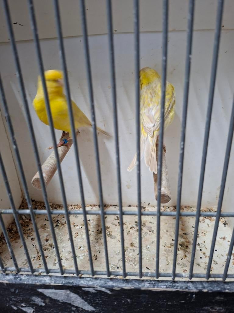 Gezocht kanaries, Dieren en Toebehoren, Vogels | Kanaries, Meerdere dieren, Kleurkanarie