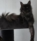Warm thuis gezocht voor lieve main coon dame, Poes, Met stamboom, 0 tot 2 jaar