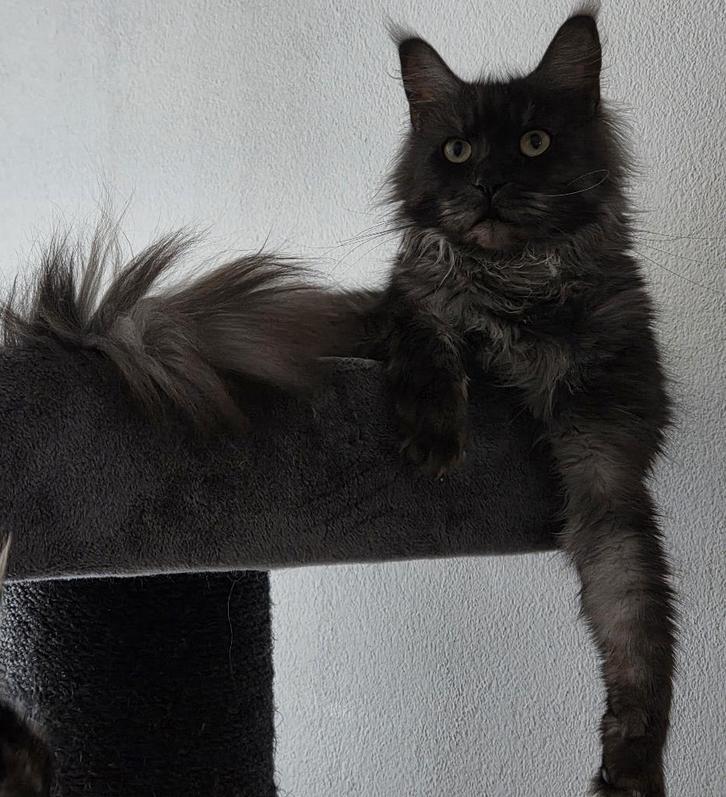 Warm thuis gezocht voor lieve main coon dame, Dieren en Toebehoren, Katten en Kittens | Raskatten | Langhaar, Poes, 0 tot 2 jaar