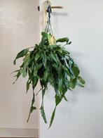 Rhipsalis Elliptica - Koraalcactus / Hangplant, Huis en Inrichting, Ophalen, Vetplant, Halfschaduw, Minder dan 100 cm