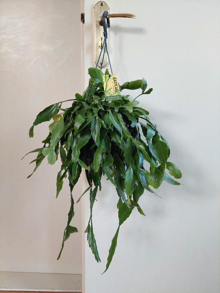 Rhipsalis Elliptica - Koraalcactus / Hangplant, Huis en Inrichting, Kamerplanten, Vetplant, Minder dan 100 cm, Groene kamerplant