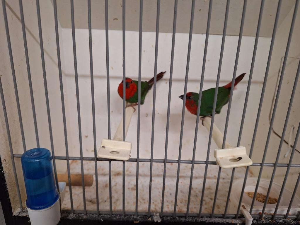 Roodkop papegaai amadines, Meerdere dieren, Geringd