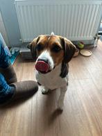 Goed huisje gezocht, Reu, Parvo, Eén hond, Nederland