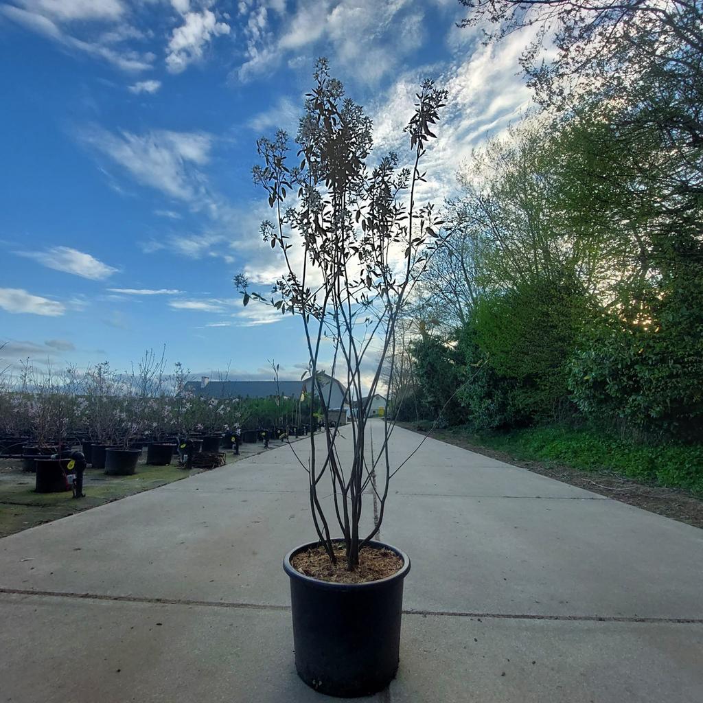 Krentenboom, Amelanchier, Tuin en Terras, Lente, 100 tot 250 cm, Volle zon, In pot
