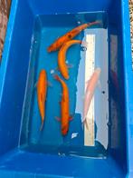 4 mooie grote winde, Dieren en Toebehoren, Vissen | Vijvervissen, Karper of Koi