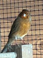 2x kanarie man uit 2025 met prachtige zang per stuk 15,00, Mannelijk, Kleurkanarie