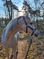 Bijrijdster gezocht, Ophalen of Verzenden