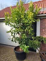 Grote Citroenboom - 250cm hoog, inclusief pot, Ophalen