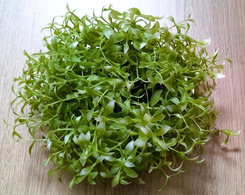 Pakket 6 B - 3 Kunstmatige aquariumplanten - 100% nieuw, Ophalen, Nieuw, Decoratie