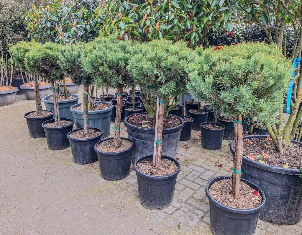Pinus sylvestris watereri, Overige soorten, 100 tot 250 cm, Zomer, Ophalen