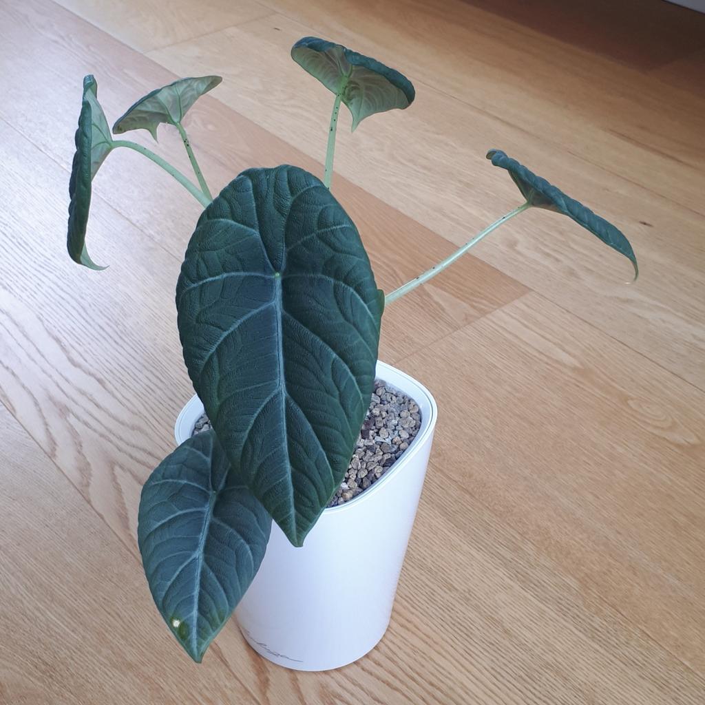 Alocasia maharani, Huis en Inrichting, Kamerplanten, Ophalen, Halfschaduw, Minder dan 100 cm