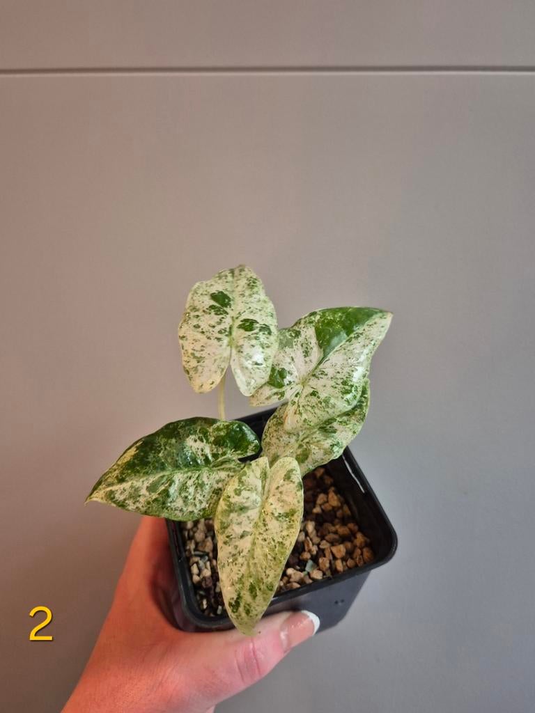 Alocasia Macrorrhiza 'Splash' kamerplant, Huis en Inrichting, Kamerplanten, Overige soorten, In pot, Minder dan 100 cm, Groene kamerplant