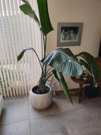 Strelitzia Nicolai inclusief pot - Grote Paradijsvogelplant, Huis en Inrichting, Kamerplanten, Ophalen, 200 cm of meer, Overige soorten