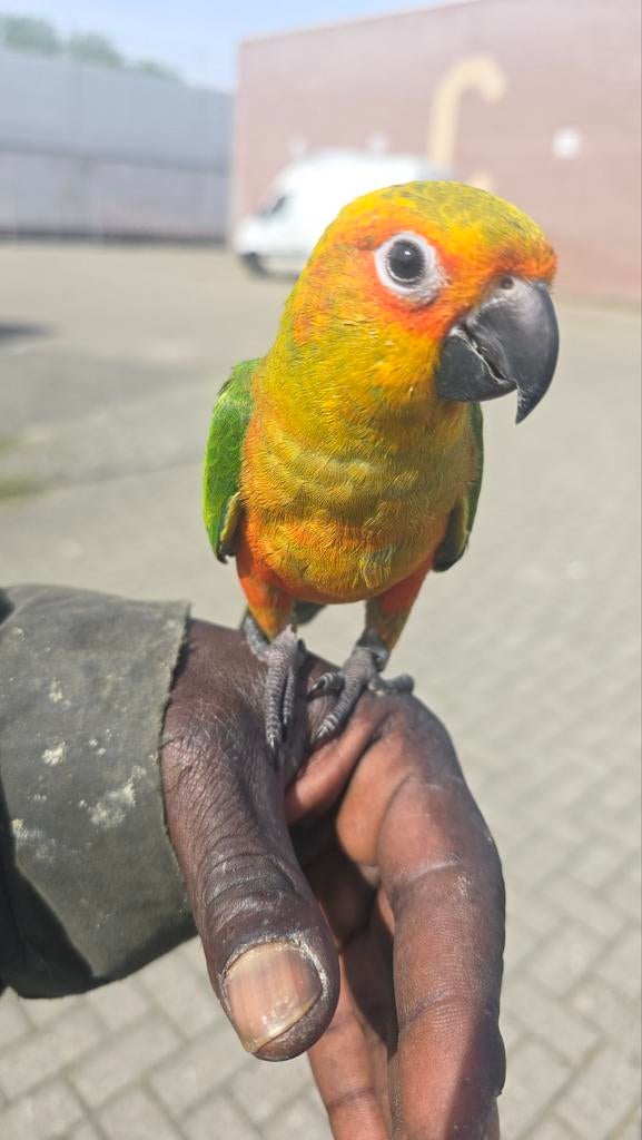 Zonparkiet x yendayaparkiet 2026, Dieren en Toebehoren, Vrouwelijk, Papegaai, Tam
