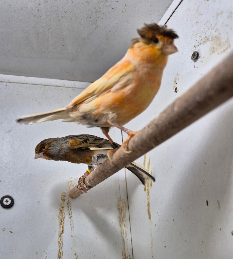 Harlekijn Kanaries, Meerdere dieren, Kleurkanarie