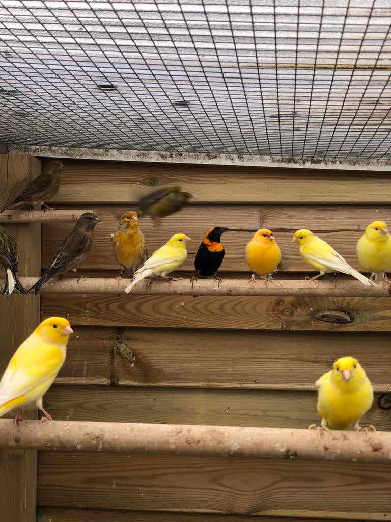 Zang kanaries, Dieren en Toebehoren, Vogels | Kanaries, Meerdere dieren, Zangkanarie