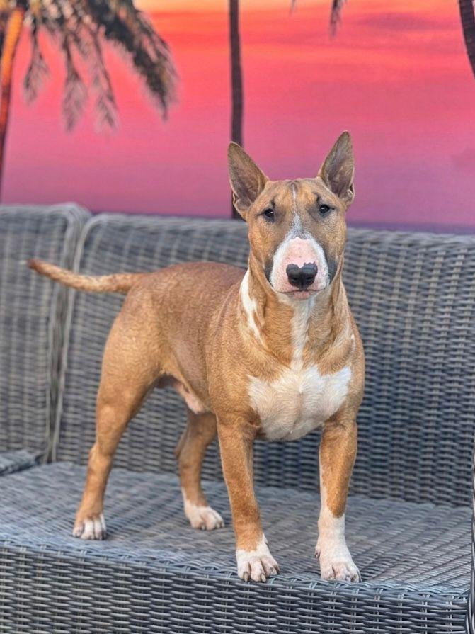 Lieve aanhankelijke Bull Terriër, België, Particulier, 15 weken tot 1 jaar, Reu