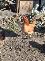 4 leuke kriel kipjes, Vrouwelijk, Kip