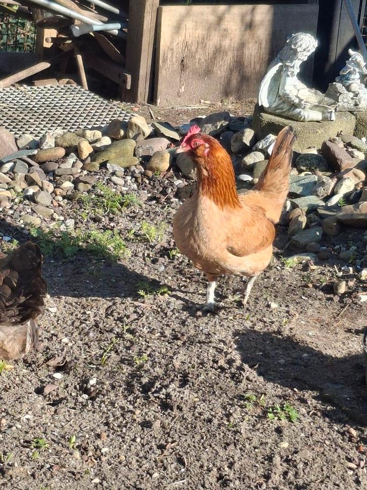 4 leuke kriel kipjes, Dieren en Toebehoren, Pluimvee, Kip, Vrouwelijk