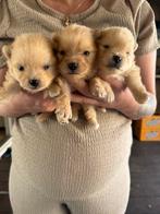 Pomeriaan pups, Overige rassen, 8 tot 15 weken, Meerdere, Meerdere dieren