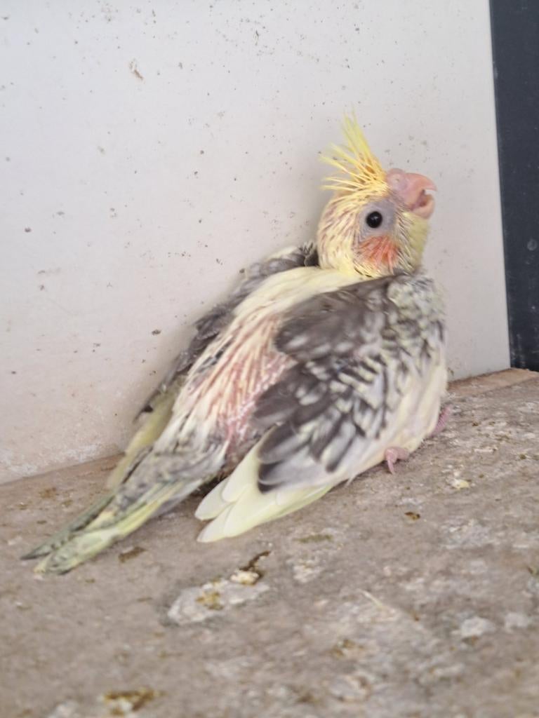 3 jongen valkparkieten, Dieren en Toebehoren, Vogels | Parkieten en Papegaaien, Meerdere dieren, Parkiet