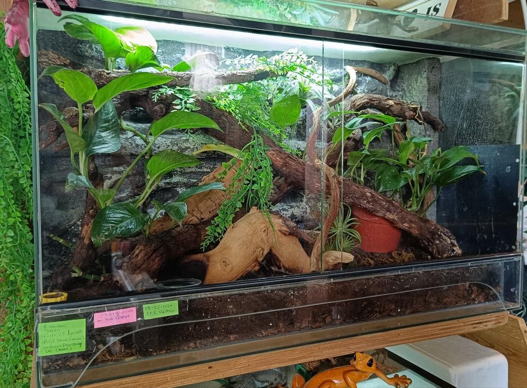 Eurydactylodes Vieillardi trio incl. terrarium (koopje), Dieren en Toebehoren, Reptielen en Amfibieën, Hagedis, 0 tot 2 jaar