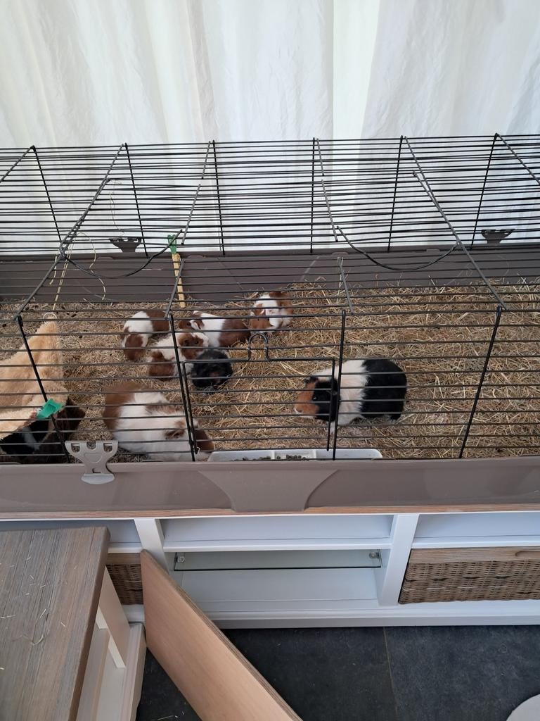 Jonge cavia's, Dieren en Toebehoren, Ophalen of Verzenden, Overige typen