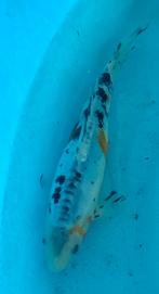 Koi 5 25cm, Dieren en Toebehoren, Vissen | Vijvervissen, Karper of Koi