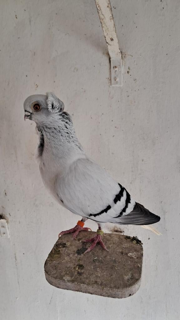 Hamburger sticken meeuwen, Dieren en Toebehoren, Meerdere dieren, Overige soorten
