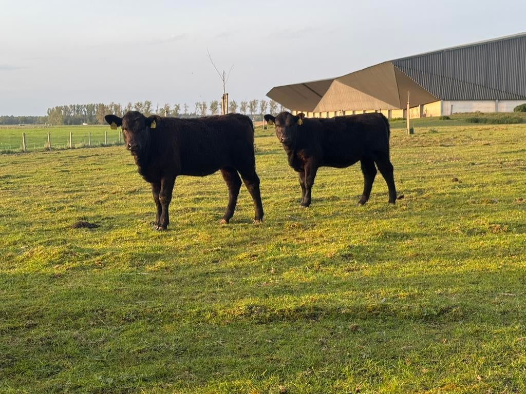 Black angus vaarsen, Dieren en Toebehoren, Runderen, Vrouwelijk, 0 tot 2 jaar